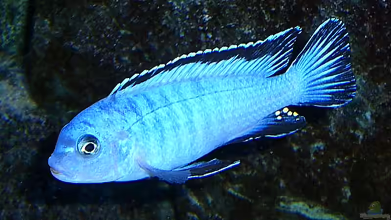 Pseudotropheus´Socolofi´ Weibchen von Christian Dornieden (43)