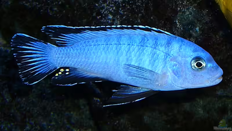 Pseudotropheus´Socolofi´ Weibchen von Christian Dornieden (44)