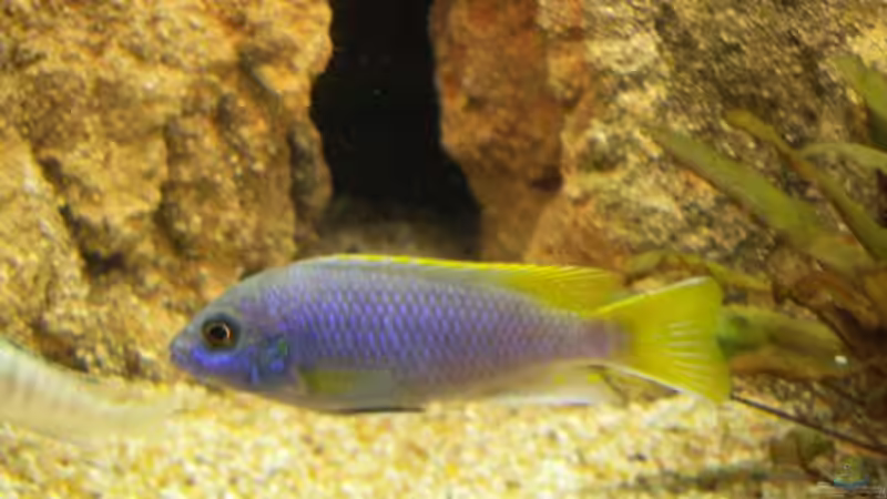 Pseudotrpheus Acei von Roman Bischof (11)