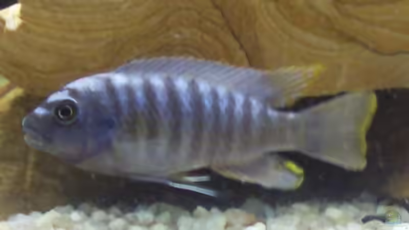 Pseudotrpheus elongantus mpanga von Martin Becker (11)