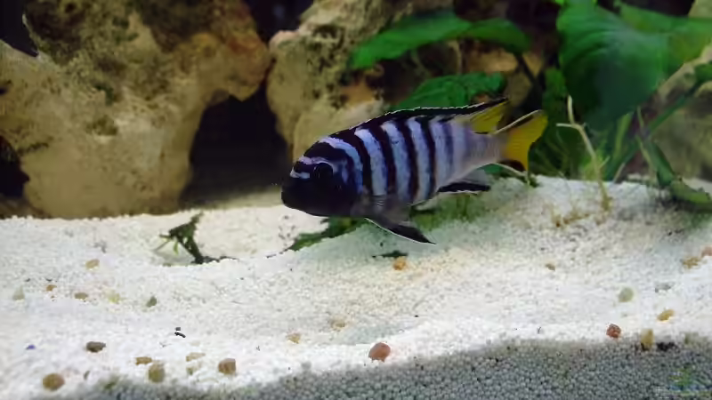 Pseudtropheus Elongatos von Daywalker-one (13)