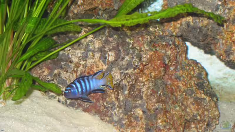 Pseudtropheus micro von Daniel Hieber (12)