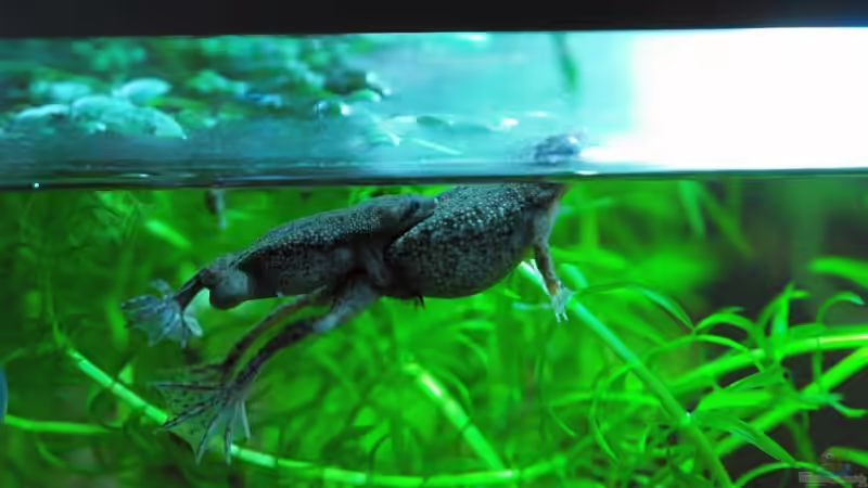 Pst! Wir stören beim fröscheln. von WSS (30)