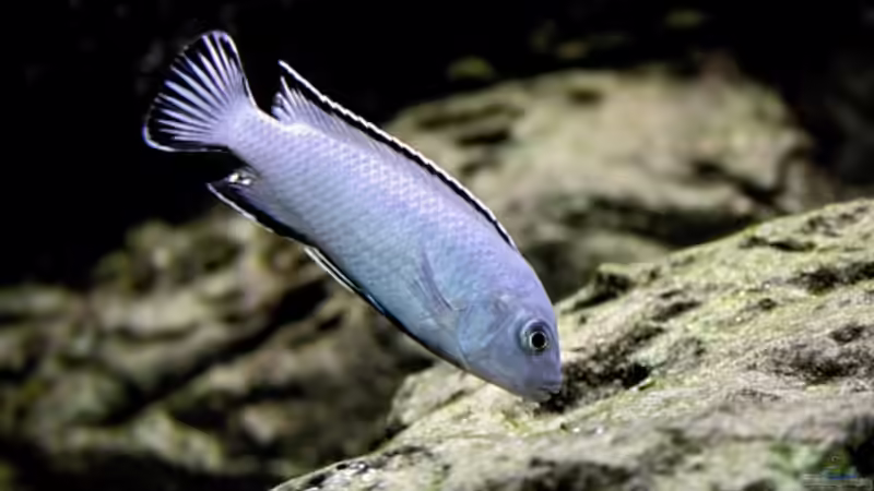 Psudotropheus socolofi M von Nivus (16)