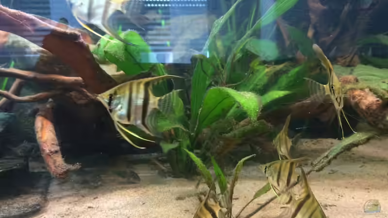 Pt. Scalare F1  von Marcus Lucke (27)