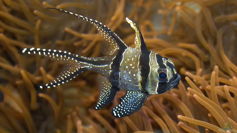 Pterapogon kauderni von becki2 (4)