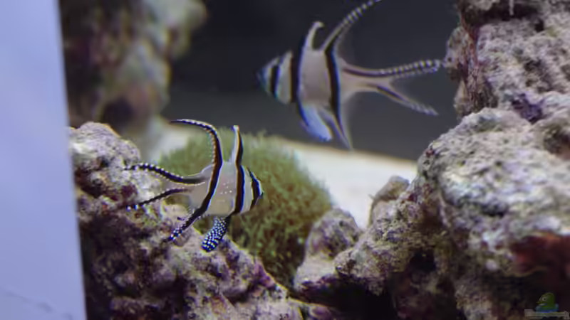 Pterapogon kauderni von Dominik N. (23)