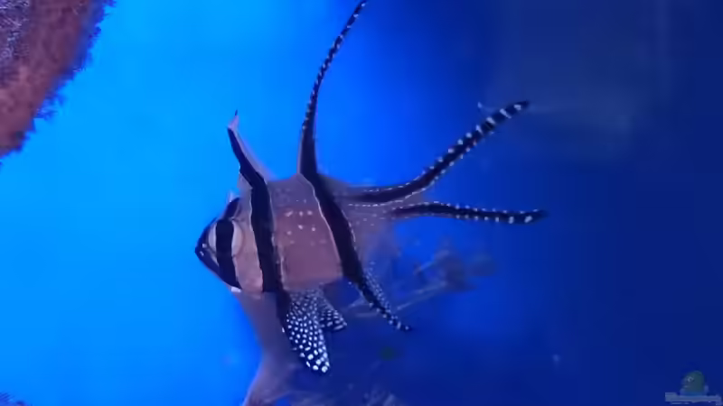 Pterapogon kauderni von WittaMine (51)