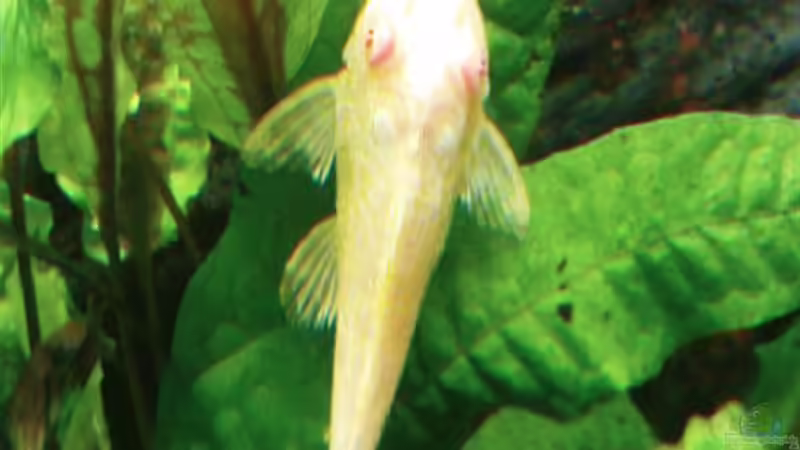 Pterigoplychthys gibbiceps albino Jungfisch 4cm von Jens Hug (7)