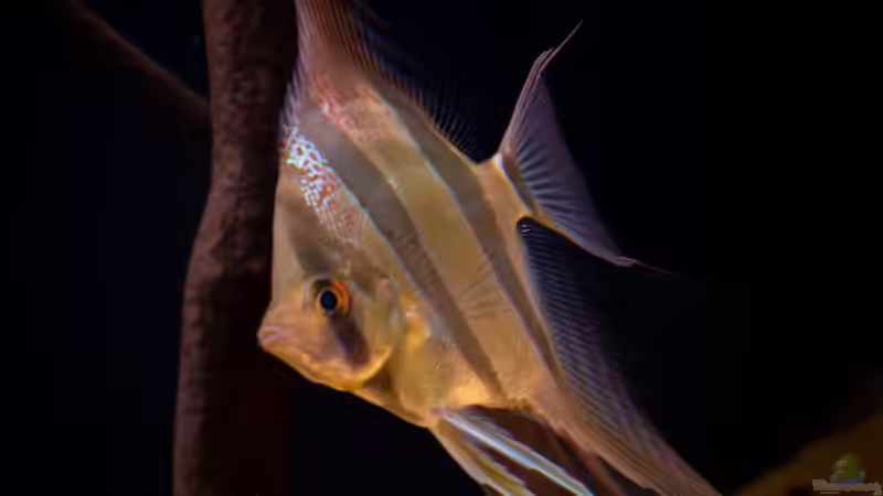 Pterophyllum altum, Rio Indirida von DiskusMummy (43)