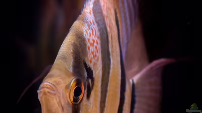 Pterophyllum altum, Rio Indirida von DiskusMummy (45)