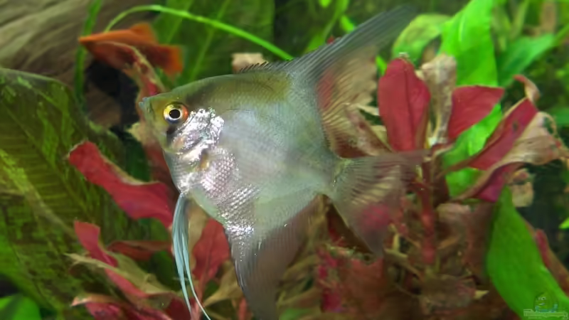 Pterophyllum altum, Roter Skalar von Der Siems (52)