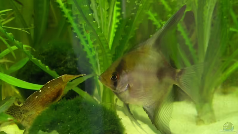 Pterophyllum altum, Roter Skalar von Der Siems (53)