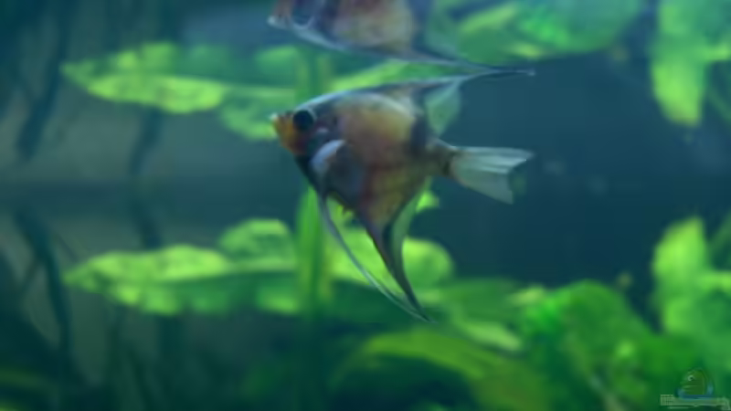 Aquarien mit Pterophyllum altum (Hoher Segelflosser)