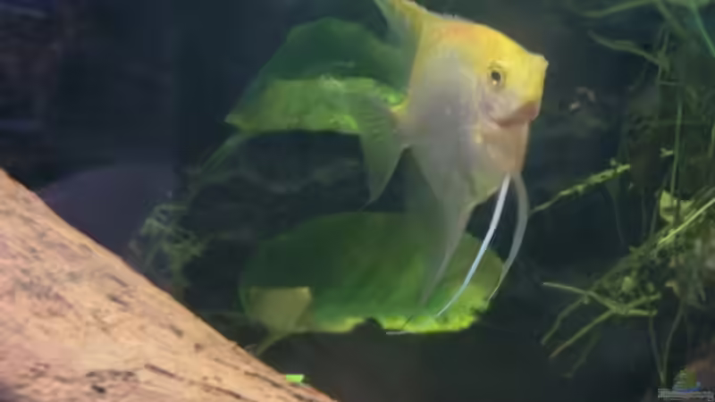 Pterophyllum-scalar-Zuchtform 1 von Morten (14)