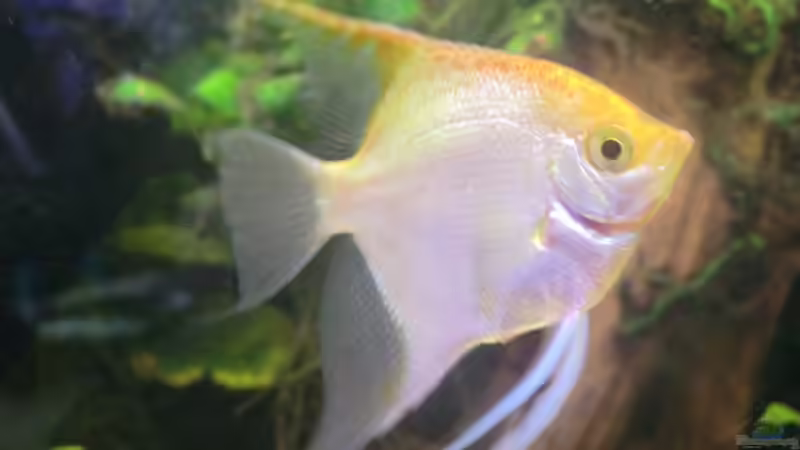 Pterophyllum-scalar-Zuchtform 2 von Morten (18)