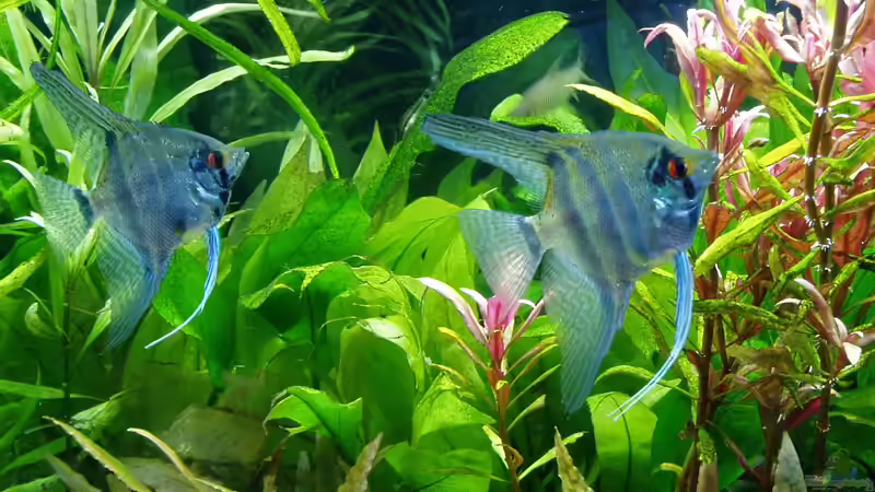 Pterophyllum scalare - ein Paar hat sich gefunden - 23.03.2018 von Reiner Dr. Med. Jesse (79)