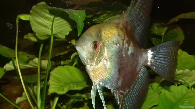 Pterophyllum scalare / Schwarzfleckskalar von Oliver Schürmann (25)