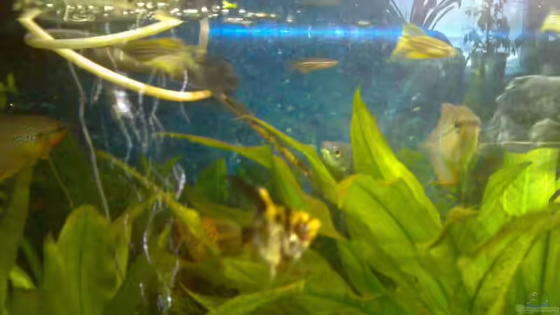 Pterophyllum Scalare, Marmoriert, M. von Thomas Müller (17)