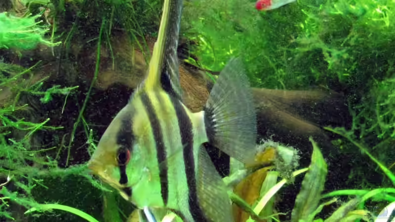 Pterophyllum scalare  von Daniel Scherrer (6)
