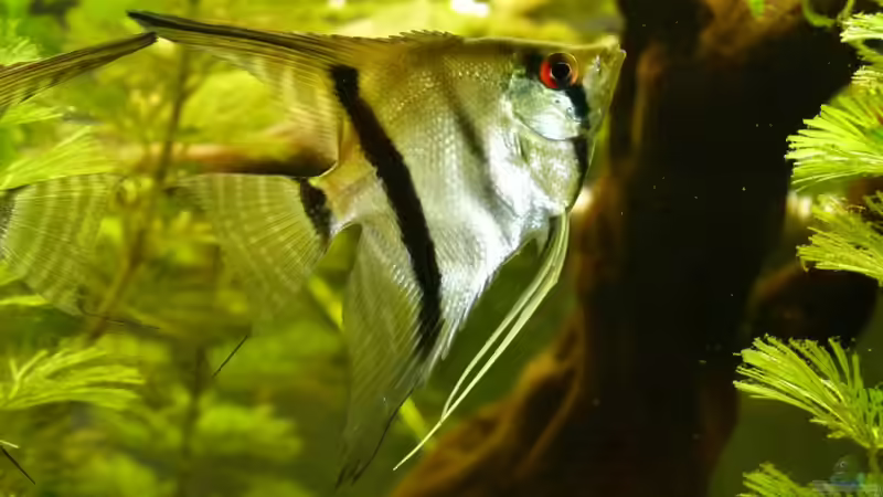 Pterophyllum scalare  von erma (15)