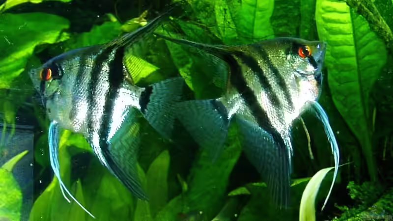 Pterophyllum scalare fühlen sich wohl - 23.03.2018 von Reiner Dr. Med. Jesse (78)