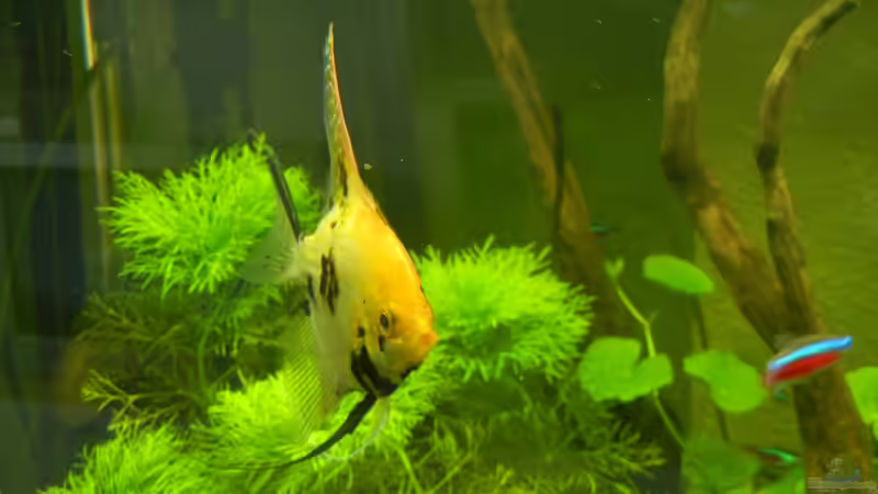 Pterophyllum scalare (Koi) von Life (39)