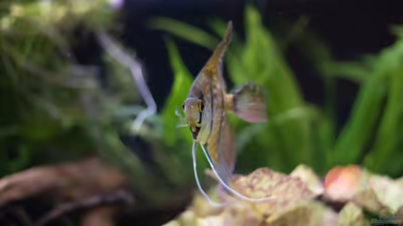 Pterophyllum scalare (m) von Fäbi_CH (21)