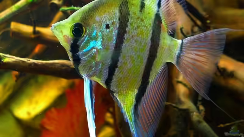 Aquarien mit Pterophyllum altum (Hoher Segelflosser)