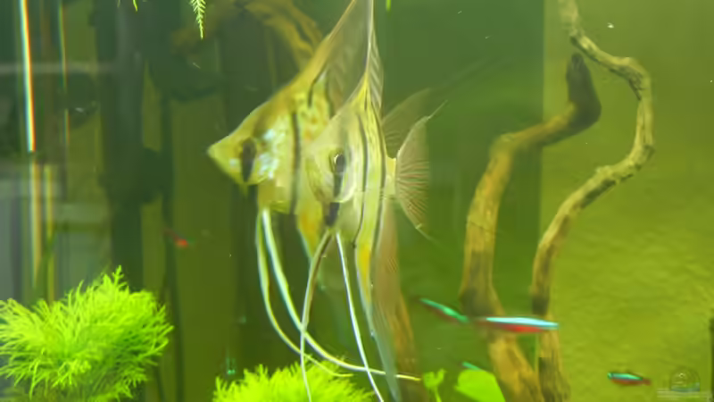 Aquarien mit Pterophyllum altum (Hoher Segelflosser)