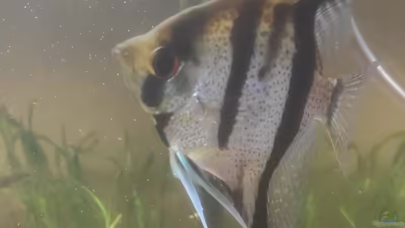 Pterophyllum scalare ´Rio Essequibo´ von Max Wolf (16)