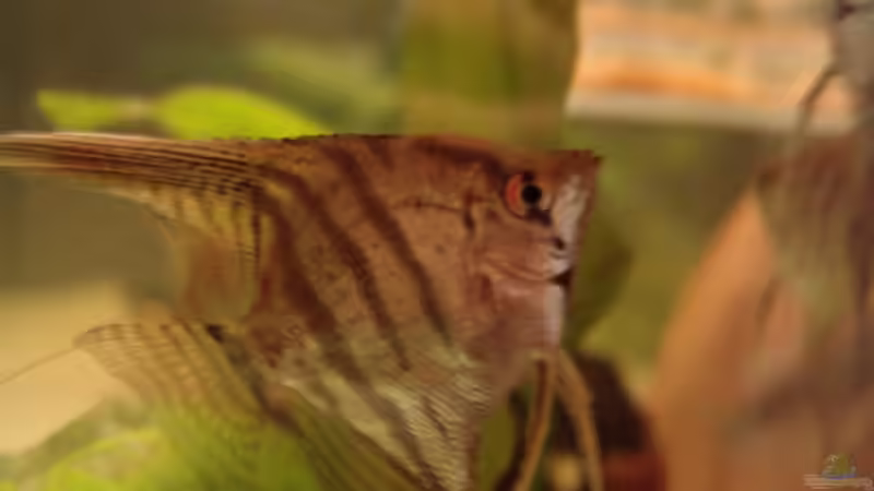 Pterophyllum scalare (Skalar) von Philipp XXxX (12)