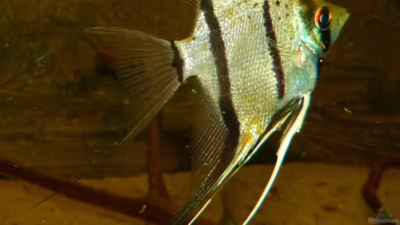 Pterophyllum scalare sp. ´Rio Nanay´ 26.04.15 von ~Marco~ (62)