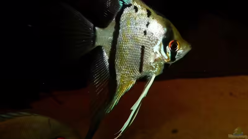 Pterophyllum scalare sp. ´Rio Nanay´ 26.04.15 von ~Marco~ (63)