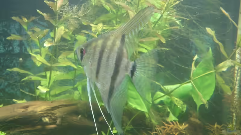 Pterophyllum scalare spec. von Sven Pohlner (14)