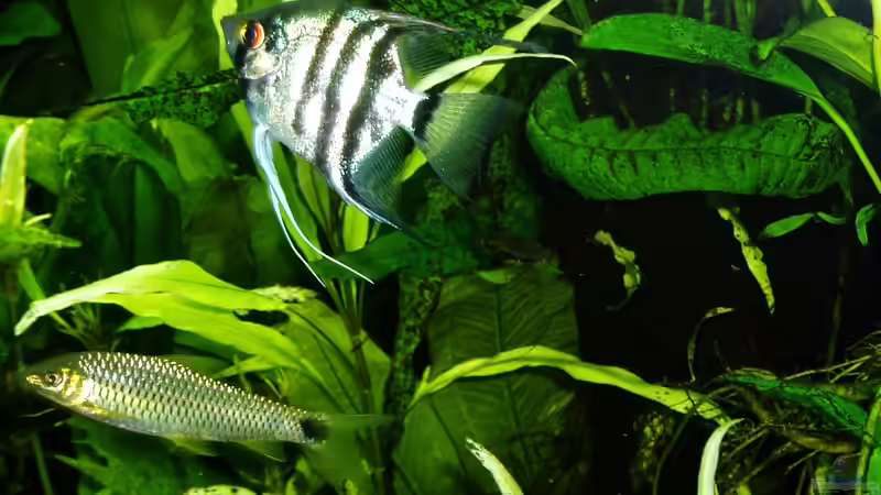 Pterophyllum scalare und Crossocheilus reticukatus von Reiner Dr. Med. Jesse (91)