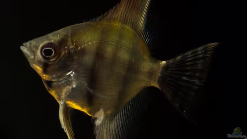 Pterophyllum scalare von AjakAndi (21)