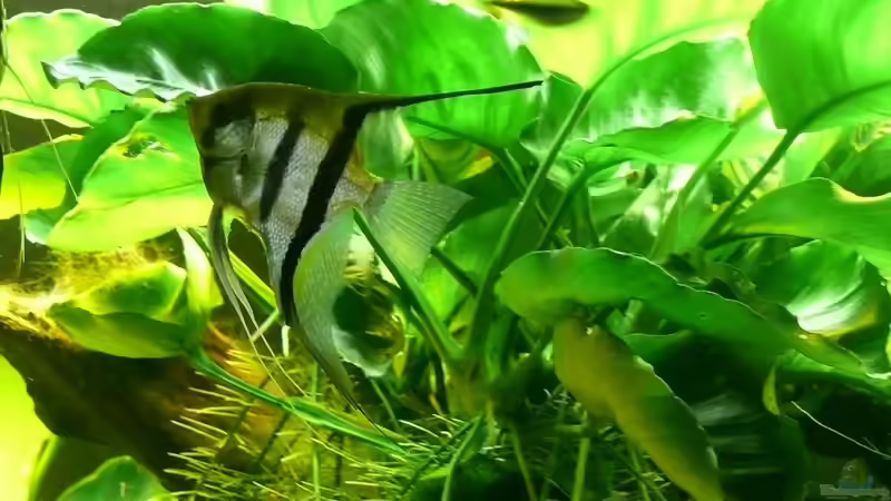 Pterophyllum scalare von Die kleine Meerjungfrau (46)