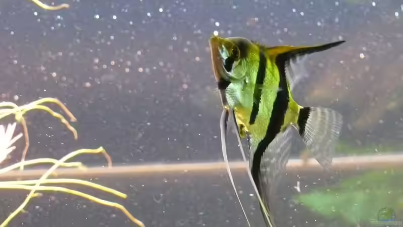 Pterophyllum scalare von Die kleine Meerjungfrau (47)