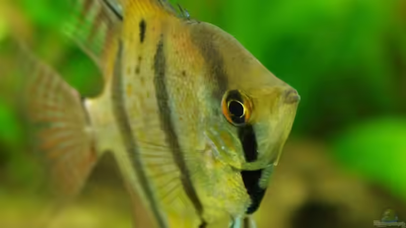 Pterophyllum scalare von Fäbi_CH (23)