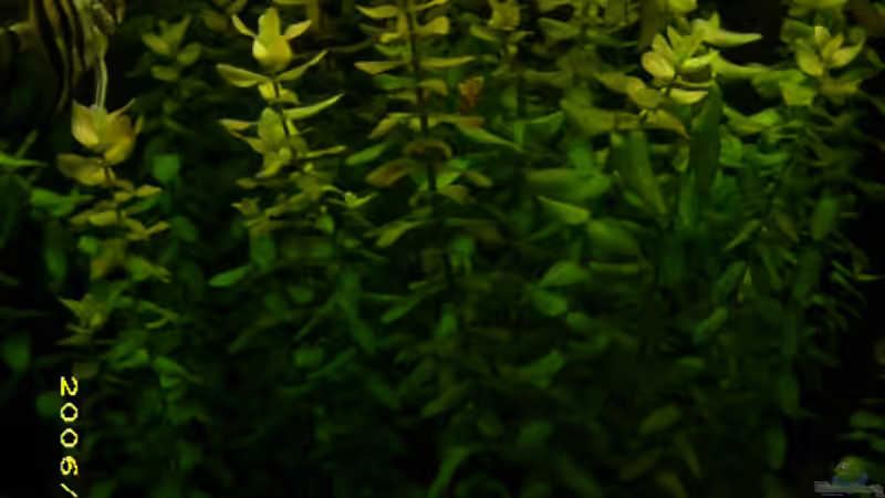 Pterophyllum scalare von Florian Sauer Wehinger (20)