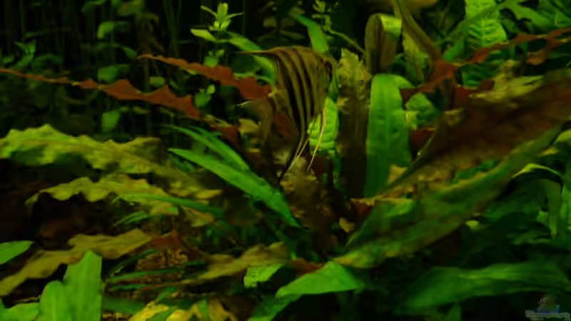 Pterophyllum scalare von Florian Sauer Wehinger (21)