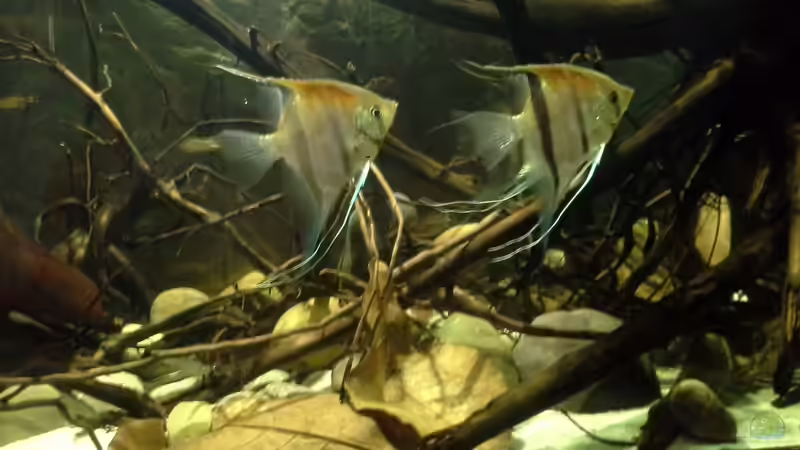 Pterophyllum scalare von Markaroni (31)