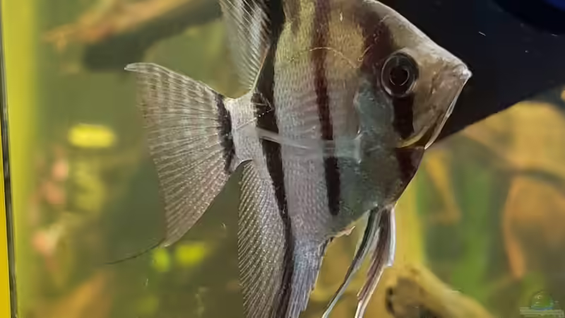 Pterophyllum scalare von Mel (29)