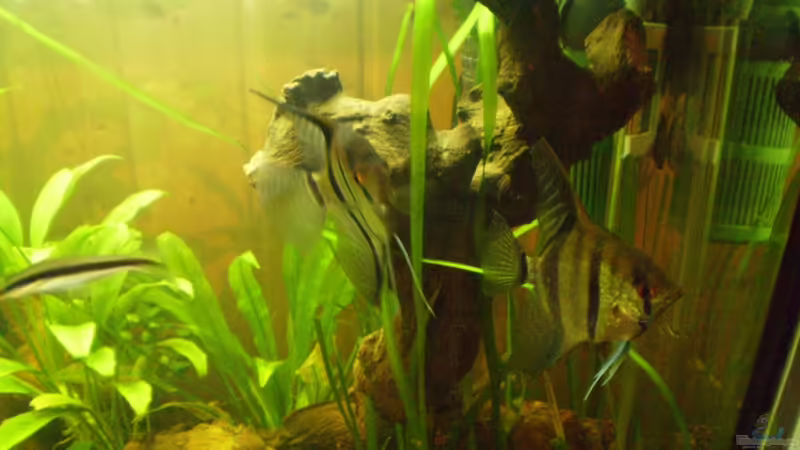 Pterophyllum scalare von Ralf Horsthemke (18)