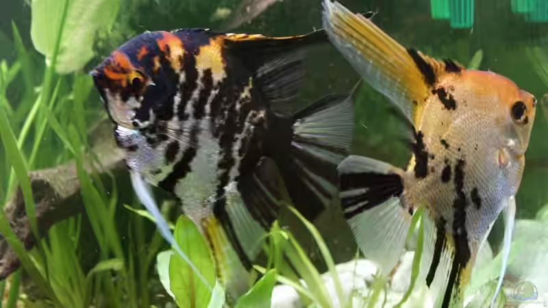 Pterophyllum scalare von Thomas Rengier (13)