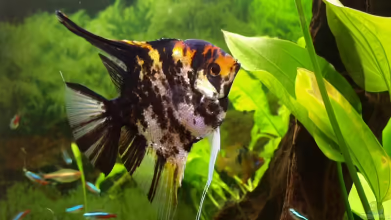 Pterophyllum scalare von Thomas Rengier (15)