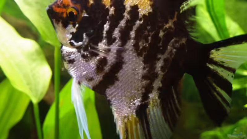 Pterophyllum scalare von Thomas Rengier (16)