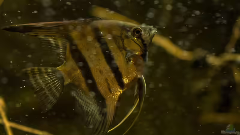 Pterophyllum scalare von timo-on-keys (17)