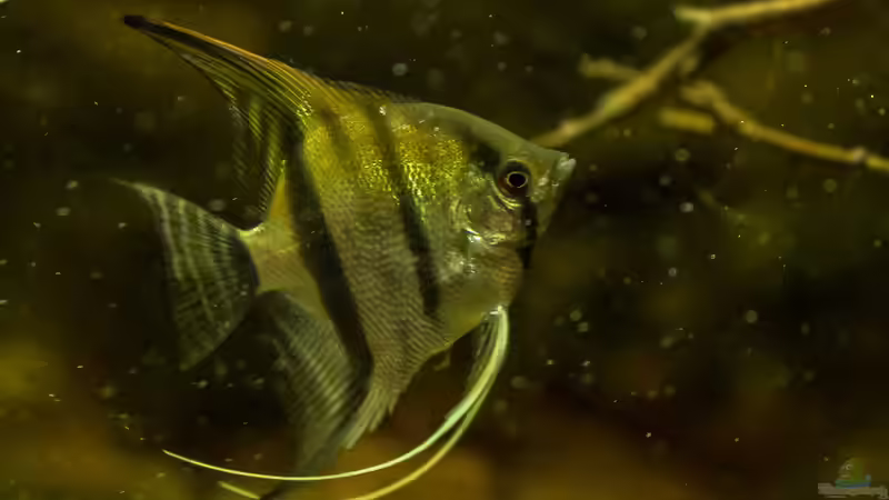 Pterophyllum scalare von timo-on-keys (19)